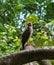 Roadside hawk perched on a tree with green foliage in background