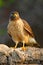 Roadside hawk, Rupornis magnirostris, bird on the tree, Pantanal, Brazil, Wildlife scene from tropic forest. Forest in background.