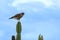 Roadside Hawk Rupornis magnirostris perched on a cactus