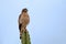 Roadside Hawk (Rupornis magnirostris) perched on a cactus under a blue sky