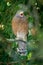 Roadside Hawk - Rupornis magnirostris relatively small bird of prey found in the Americas. This vocal species is often the most