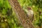 Roadside hawk, Rupornis magnirostris, young bird on the tree, Pantanal, Brazil, Wildlife scene from tropic forest. Forest backgrou