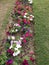 Roadside lawn  with multicolored petunia flower bed