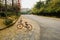 Roadside Mobike for sharing on yellow leaves in sunny winter aft