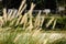 Roadside papyrus flowers grass