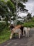 Roadside photography cattles feeding