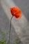 Roadside poppy - Flanders poppy. Red.