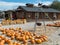 Roadside produce stand and pumpkin patch