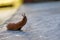 Roadside red slug in search of food, pest of gardens and vegetable
