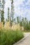 Roadside reeds and trees in sunny summer