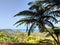 Roadside share palm tree over looking island