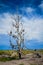 Roadside Shoe Tree - Nevada