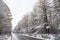 Roadside snowy trees