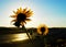 Roadside Sunflowers