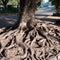 A roadside tree with the exposed woody roots
