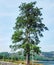 Roadside tree with so many branches