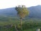 Roadside Tree standing in Green Tea Farms with a beautiful green mountains in Kerala state India