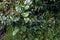 Roadside Vegetation near Cusco    829831