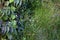 Roadside Vegetation near Cusco    829896