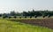 Roadside view with tree alley, round tree canopy, green grass