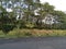 Roadside woods of silk-cotton trees