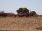 Roadtrip in Namibia, ostriches