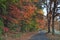 Roadway through fall foliage