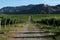 Roadway Through the Vineyard in British Columbia`s South Okanagan