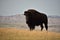 Roaming Buffalo on a Prairie Beside a Canyon