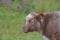 Roaming Calf in the Scottish Highlands