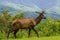 Roaming Elk in Mountains of North Carolina