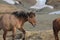 Roaming Icelandic Horse Grazing