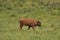 Roaming Young Buffalo Calf in a Field