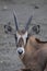 Roan antelope