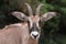 Roan antelope