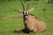 Roan antelope