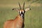 Roan antelope