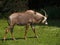 Roan Antelope