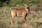 Roan antelope