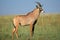 Roan antelope