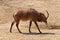 The roan antelope