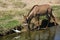 Roan antelope