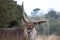 Roan antelope with broken antler. Photographed at Port Lympne Safari Park near Ashford Kent UK.