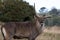 Roan antelope with broken antler. Photographed at Port Lympne Safari Park near Ashford Kent UK.