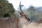 Roan antelope with broken antler. Photographed at Port Lympne Safari Park near Ashford Kent UK.