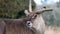 Roan antelope with broken antler. Photographed at Port Lympne Safari Park near Ashford Kent UK.