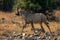 Roan antelope crosses rocky ground in sunshine