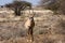 Roan antelope front