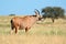 Roan antelope in grassland