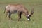 Roan antelope grazing in green grassland